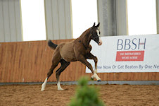 Capella : Christ x Wittinger x Cavalier 2012 Dark Brown Colt